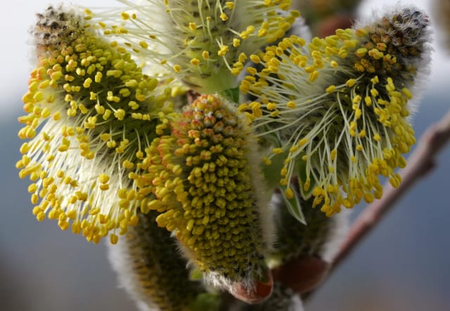 Nahaufnahme von Weidenblüten