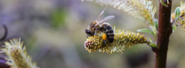 Honigbiene mit Pollenhöschen auf einem Weidenkätzchen