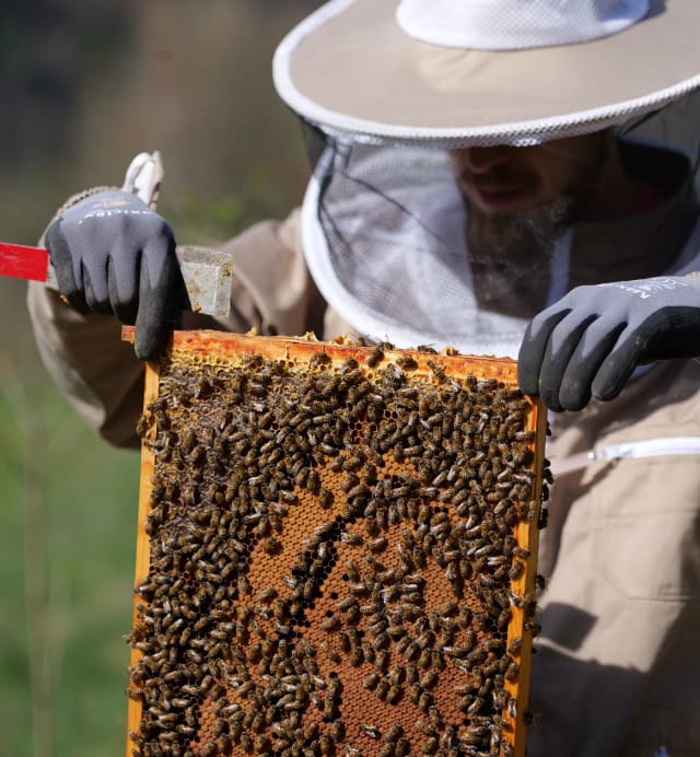 Matthias bei der Arbeit am Bienenstand