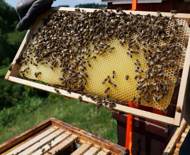Eine Wonigwabe wird auf Honigeintrag kontrolliert