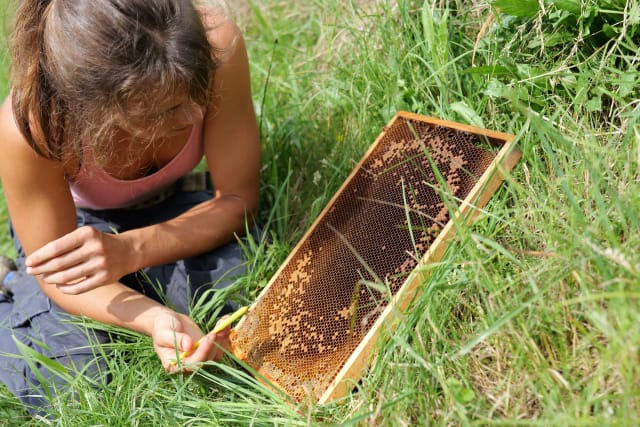 Romi beim Umlarven für die Königinnenvermehrung