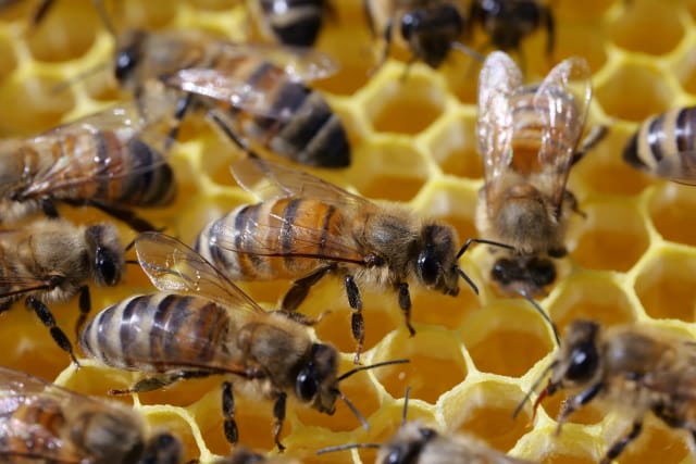 Nahaufnahme von Bienen auf einer Honigwabe