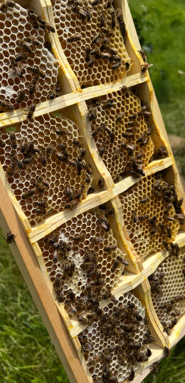 Ein Honigrähmchen mit Wabenhonig