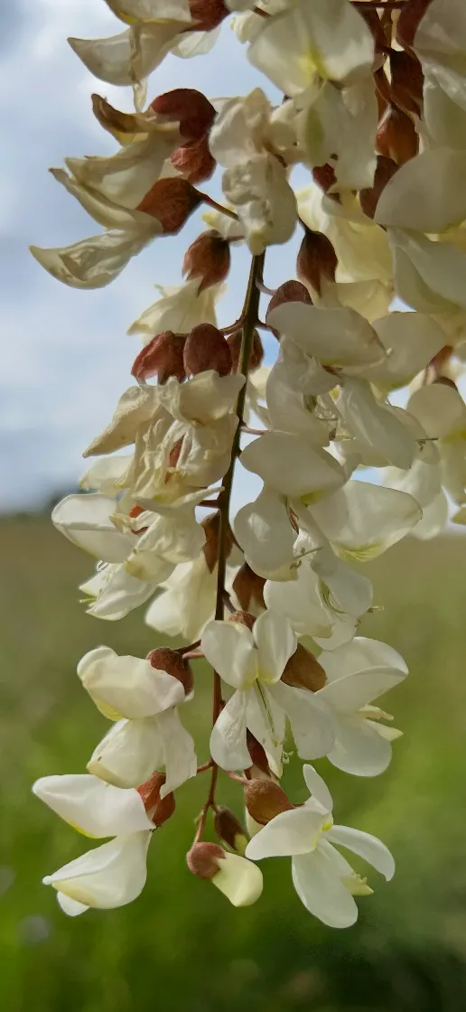 Nahaufnahme von Robinienblüten
