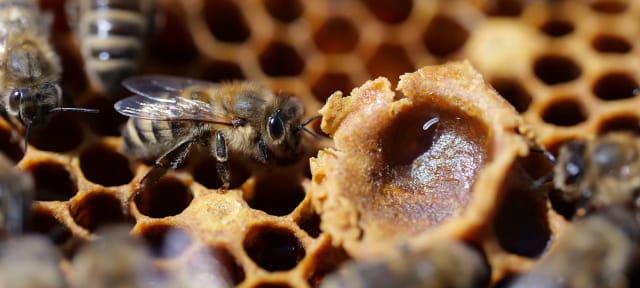 Nahaufnahme einer Honigbiene und einem Bienenei