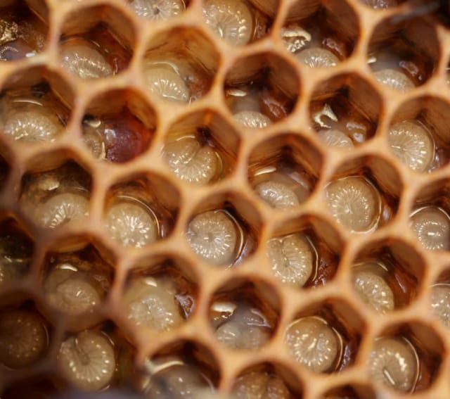 Nahaufnahme einer Brutwabe mit Bienenlarven