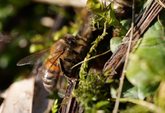 Eine Honigbiene bei der Wasseraufnahme bei unserem strukturreichen Biotop