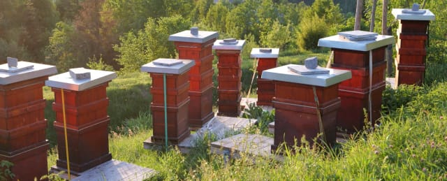 Unser Bienenstand in der Abendsonne
