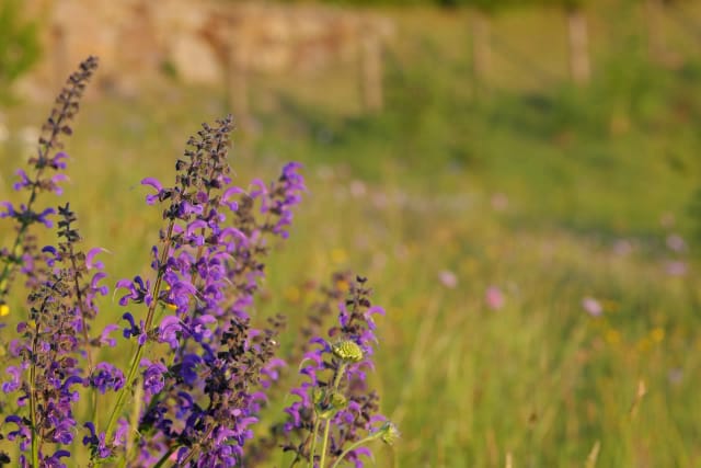 Wiesensalbei auf unserer Streuobstwiese in der Abendsonne