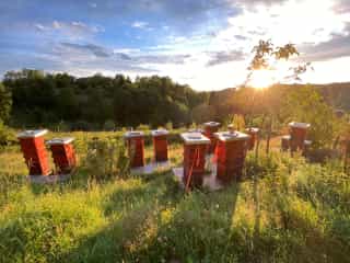Unser Bienenstand bei Sonnenuntergang
