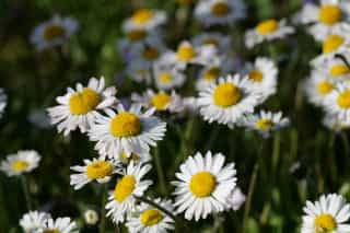 Makroaufnahme von Gänseblümchen