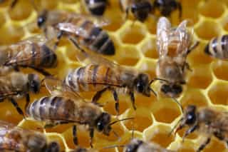 Nahaufnahme von Bienen auf der Honigwabe