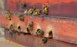 Bienen mit Pollenhöschen vor dem Flugloch der Bienenbehausung