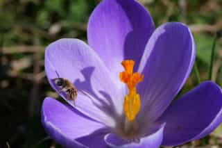 Wildbiene auf einer violetten Krokusblüte