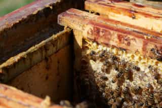 Ein Blick in den Brutraum unserer Honigbienen