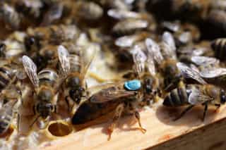 Bienenkönigin und ihr Hofstaat