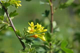 Gelbe Blüten der Goldjohannisbeere